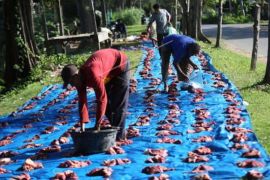 Tradisi Meugang Awal Sambut Ramadhan