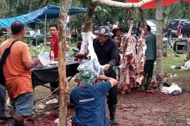 Daging seratusan kerbau "Bantai Adat" habis terjual dalam empat jam