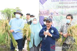 Benih padi BK-Situbondo tahan hama dan masa panen pendek
