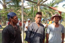 Datuk Jalit, 20 tahun jadi juru sembelih 'Bantai Adat"