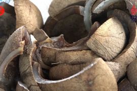 Petani kelapa di Malut semakin bergairah produksi kopra