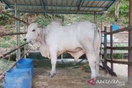 Riau kecewa 567 sapi bantuan tertahan karantina, 5 ekor mati