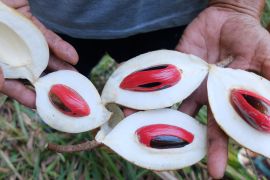 Mengenal buah pala Papua dalam kehidupan masyarakat Fakfak