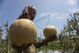 Permintaan Buah Melon Meningkat Saat Ramadhan