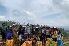 Pemupukan berimbang hasilkan kentang super di Garut