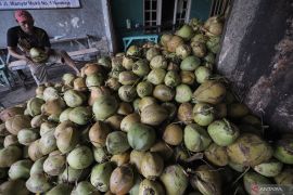 Cuaca panas, air kelapa muda di Banda Aceh laris manis