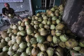 Cuaca panas, air kelapa muda di Banda Aceh laris manis