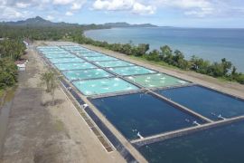 Indonesia can become world's largest shrimp exporter: Delos