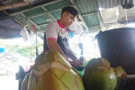Daya beli kelapa muda meningkat di Lhokseumawe