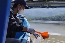DLH Banyumas koordinasi dengan BBWSSO terkait kematian ribuan ikan di  Serayu