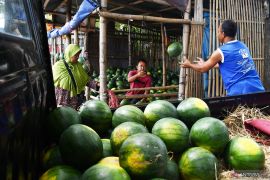 Permintaan Semangka Meningkat Saat Ramadhan