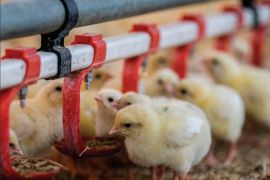 Bungaran Saragih: Industri unggas nasional perlu perubahan fundamental