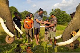 FKGI salurkan pakan tambahan bagi gajah Sumatera