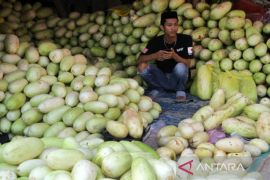 Penjualan buah timun suri meningkat Page 1 Small