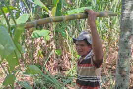 Berburu air tebu minuman favorit berbuka puasa warga Aceh Jaya