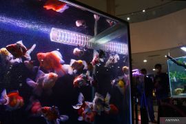 Pameran Ikan Hias di Madiun