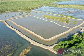 Kementerian Kelautan bersama YKAN restorasi tambak udang di Kabupaten Berau