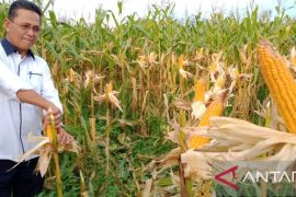 Paguyuban Tandem Bintan panen jagung perdana