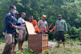 25 nuri maluku dilepas di Suaka Alam Masbait