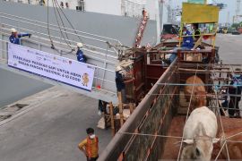 Pemerintah datangkan ribuan sapi impor untuk intervensi harga daging