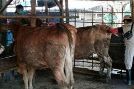 Disnakan Magetan peroleh kuota 31.000 inseminasi buatan gratis