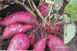 Sumut raih Rp3,617 miliar dari ekspor ubi jalar