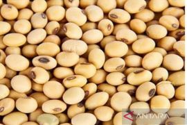 Harga kedelai spesial hingga  anjuran mudik tanpa roda dua kemarin