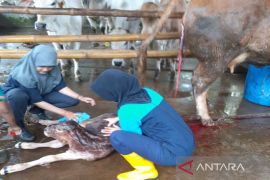 Kembangkan teknologi rekayasa genetika, Polbangtan Kementan lakukan inseminasi buatan pada sapi