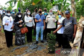 Bupati Inhu panen perdana pisang