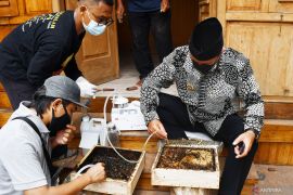 Budi Daya Lebah Madu Klanceng di Madiun