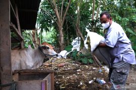 Takmirul Masjid Gorontalo dilatih buat pakan ternak dari Sorgum