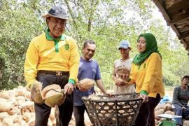 Masyarakat diminta manfaatkan buah kelapa menjadi produk minyak goreng