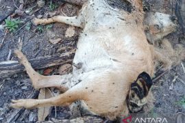 Kambing warga Maua Hilia Agam dimangsa harimau