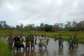 Satgas TNI 123/RW bantu masyarakat tanam padi di perbatasan RI-PNG