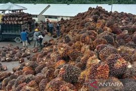 Harga sawit di Abdya naik