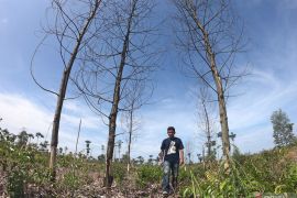 Walhi: 60 persen hutan Jambi alami kerusakan akbat perambahan liar