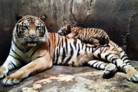 Kebun Binatang Serulingmas tutup sementara setelah karyawan tewas diserang harimau