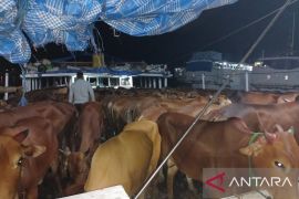 Stok sapi potong di Kabupaten Belitung cukup hingga Lebaran