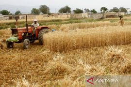 Komut ID FOOD: Harga gandum tak akan naik lagi