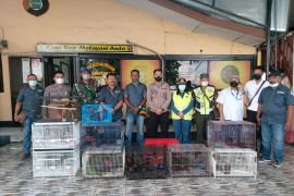 Tim gabungan gagalkan penyelundupan 81 satwa liar di Sorong