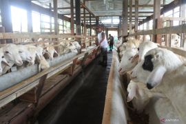 Jasa Penitipan Hewan Ternak di Situbondo