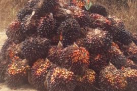 Harga TBS kelapa sawit di Palas anjlok, petani khawatir hadapi lebaran