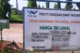 Harga sawit di Solok Selatan turun Rp800 per kilogram, pengumpul rugi jutaan rupiah