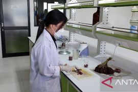 Mahasiswa Ubaya olah bawang dayak jadi "jelly drink"