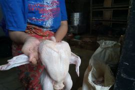 Distan Mataram mendatangkan 70 ton daging ayam beku stabilkan harga