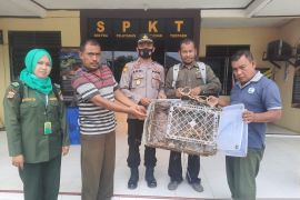 Polisi serahkan satwa trenggiling temuan warga kepada BKSDA