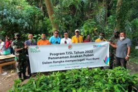 PLN Flores gandeng Sikka tanam 1.000 bibit pohon