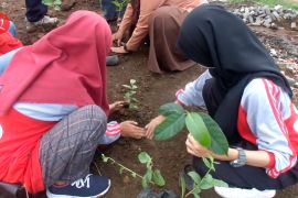 Menghijaukan kembali tempat pembuangan akhir di Jember