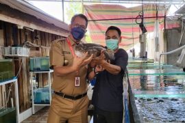 Dislutkan Kalteng bantu sediakan akses permodalan eksportir KP