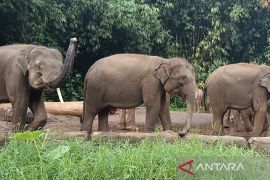 Libur Lebaran, berkeliling Taman Safari dengan mobil "buggy"